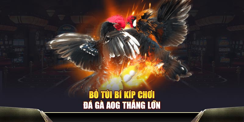 Bỏ túi bí kíp chơi đá gà AOG thắng lớn