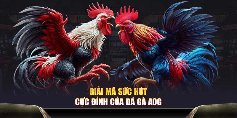 Giải mã sức hút cực đỉnh của đá gà AOG